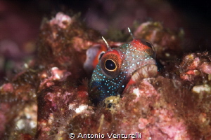 Mexican barnacle blenny photographed at "El Morro" dive s... by Antonio Venturelli 